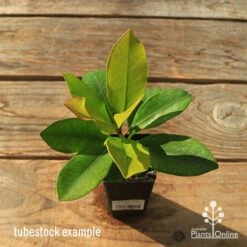 Tristaniopsis Luscious - Water Gum -Garden Plant Store apo tubestock tristaniopsis top