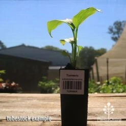 Turmeric -Garden Plant Store apo turmeric curcuma longa tubestock plant