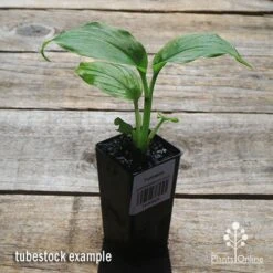 Turmeric -Garden Plant Store apo turmeric tubestock plant