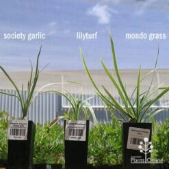 Liriope Silverlawn -Garden Plant Store apo variegated grass comparison2 2