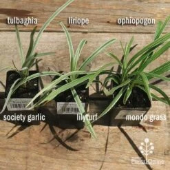 Liriope Silverlawn -Garden Plant Store apo variegated grass comparison 2