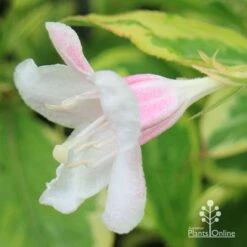 Weigela Variegated 27 Weigela Variegated -Garden Plant Store apo variegated weigela bud
