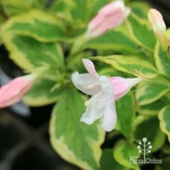 Weigela Variegated 19 Weigela Variegated -Garden Plant Store apo variegated weigela buds