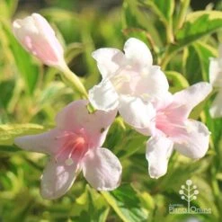 Weigela Variegated 17 Weigela Variegated -Garden Plant Store apo variegated weigela flowers