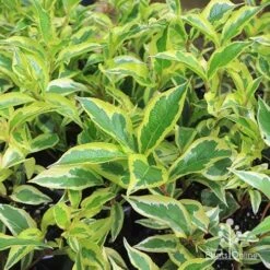 Weigela Variegated 23 Weigela Variegated -Garden Plant Store apo variegated weigela foliage