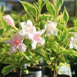Weigela Variegated 22 Weigela Variegated -Garden Plant Store apo variegated weigela tubestock flower