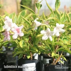 Weigela Variegated 26 Weigela Variegated -Garden Plant Store apo variegated weigela tubestock flowering