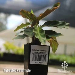 Calathea Rufibarba - Velvet Calathea -Garden Plant Store apo velvet calathea tubestock
