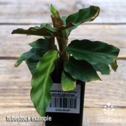 Calathea Rufibarba - Velvet Calathea -Garden Plant Store apo velvet calathea tubestock top