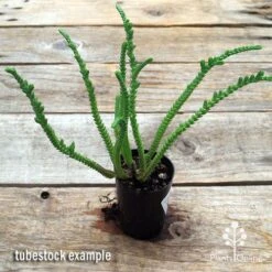 Crassula - Watchchain, Rat Tail Succulent 8 Crassula - Watchchain, Rat Tail Succulent -Garden Plant Store apo watch chain crassula tubestock