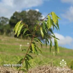 Waterhousea Sweeper - Weeping Lilly Pilly 15 Waterhousea Sweeper - Weeping Lilly Pilly -Garden Plant Store apo waterhousea sweeper 1