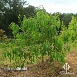 Waterhousea Sweeper - Weeping Lilly Pilly 16 Waterhousea Sweeper - Weeping Lilly Pilly -Garden Plant Store apo waterhousea sweeper 2