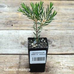 Chamelaucium MY SWEET 16™ - Waxflower -Garden Plant Store apo wax sweet 16