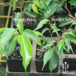 Ficus Benjamina Midnight Beauty - Weeping Fig -Garden Plant Store apo weeping fig leaf size