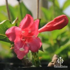 Weigela Eva Rathke -Garden Plant Store apo weigela eva rathke flower and bud