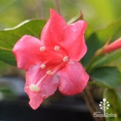 Weigela Eva Rathke -Garden Plant Store apo weigela eva rathke flower closeup