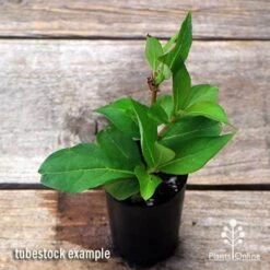 Weigela Eva Rathke -Garden Plant Store apo weigela eva rathke tubestock top