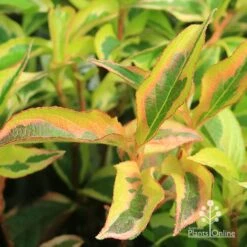 Weigela Variegated 20 Weigela Variegated -Garden Plant Store apo weigela variegated colour
