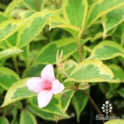 Weigela Variegated 24 Weigela Variegated -Garden Plant Store apo weigela variegated flower leaf