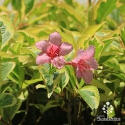 Weigela Variegated 18 Weigela Variegated -Garden Plant Store apo weigela variegated flowers