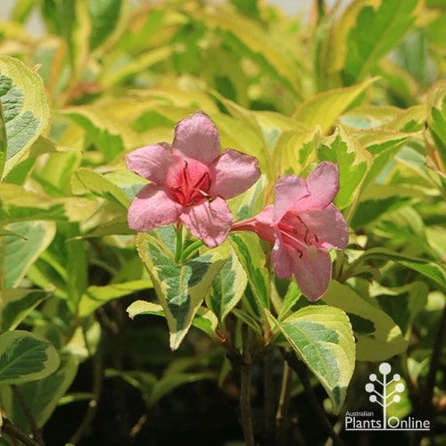 Weigela Variegated 4 Weigela Variegated - Image 4