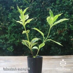 Weigela Variegated 21 Weigela Variegated -Garden Plant Store apo weigela variegated tubetock