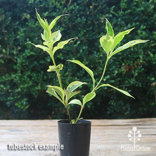 Weigela Variegated 7 Weigela Variegated - Image 7