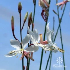 Gaura White -Garden Plant Store apo white gaura blue sky