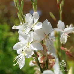 Gaura White -Garden Plant Store apo white gaura flowers