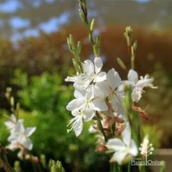 Gaura White -Garden Plant Store apo white gaura flowers2