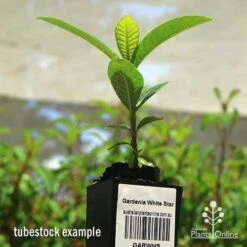 Gardenia White Star -Garden Plant Store apo white star gardenia tubestock