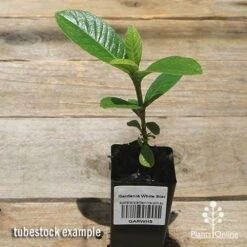 Gardenia White Star -Garden Plant Store apo white star gardenia tubestock top