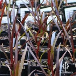 Crinum Wine Time - Swamp Lily -Garden Plant Store apo wine time tubestocks and fly