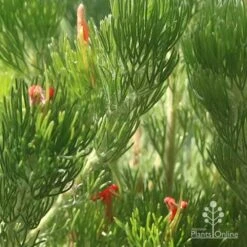 Adenanthos - Woolly Bush -Garden Plant Store apo woolly bush in flowercrop