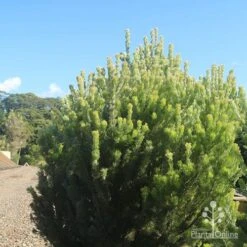 Adenanthos - Woolly Bush -Garden Plant Store apo woolly bush nursery