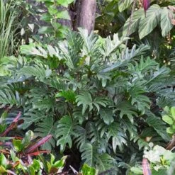 Philodendron Xanadu -Garden Plant Store apo xanadu in tropical border