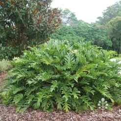 Philodendron Xanadu -Garden Plant Store apo xanadu mature