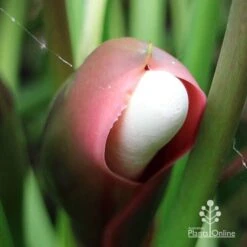 Philodendron Xanadu -Garden Plant Store apo xanadu mature flowerbud