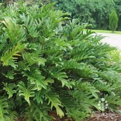 Garden Plant Store -Garden Plant Store apo xanadu mature leaves