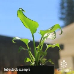 Philodendron Xanadu -Garden Plant Store apo xanadu tubestock blue sky