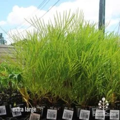 Grevillea Yamba Sunshine -Garden Plant Store apo yamba sunshine dec large