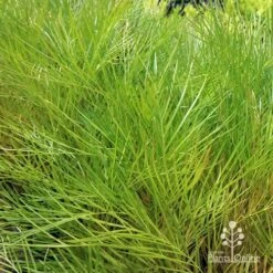 Grevillea Yamba Sunshine -Garden Plant Store apo yamba sunshine foliage