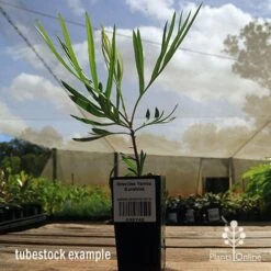 Grevillea Yamba Sunshine -Garden Plant Store apo yamba sunshine tubestock side