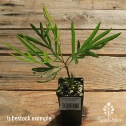 Grevillea Yamba Sunshine -Garden Plant Store apo yamba sunshine tubestock top