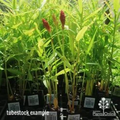 Zingiber - Edible Ginger -Garden Plant Store apo zingiber flower tubestock