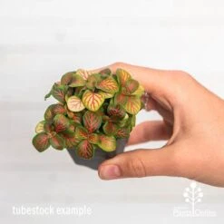 Fittonia Skeleton - Snakeskin Plant -Garden Plant Store ausplantsonline fittonia skeleton tube