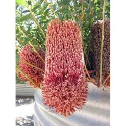Banksia Blechnifolia -Garden Plant Store banksia blechnifolia flickr nhq
