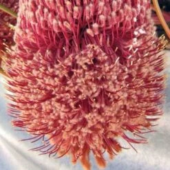 Banksia Blechnifolia -Garden Plant Store banksia blechnifolia flickr nhq crop