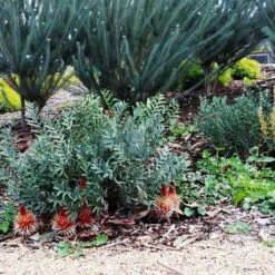 Banksia Blechnifolia -Garden Plant Store banksia candles mt barker