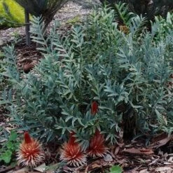 Banksia Blechnifolia -Garden Plant Store banksia candles mt barker crop